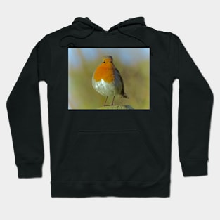 ROBIN REDBREAST Hoodie